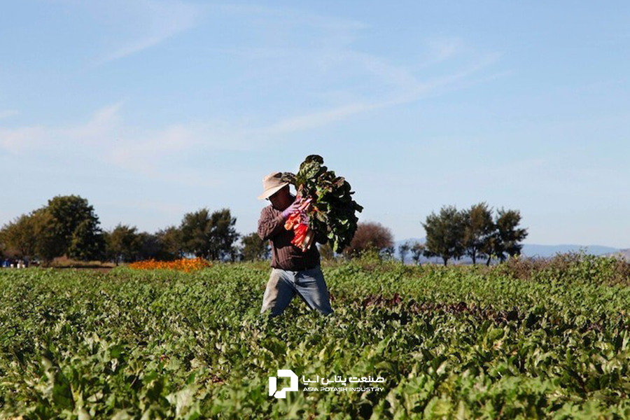 کود سالم در تولید مواد غذایی سالم اهمیت بسیاری دارد.