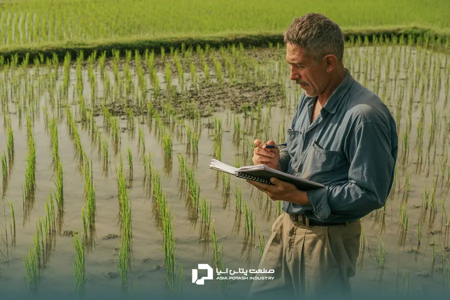 یک کشاورز حرفه‌ای درحال بررسی نشانه‌های ظاهری اختلالات عناصر غذایی در برنج