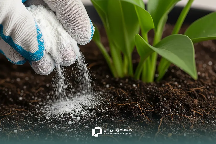 اضافه کردن کود پودری سولفات پتاسیم به خاک گلدان