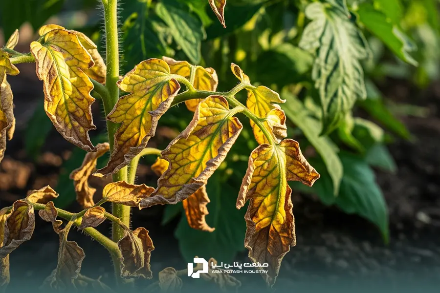 علائم کمبود پتاسیم در بوته گوجه‌فرنگی