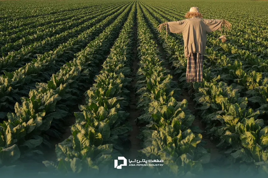 مزرعه چغندر قند با ردیف‌های منظم و برگ‌های سبز و شاداب که نشان‌دهنده سلامت و پتانسیل تناژ بالای محصول است.