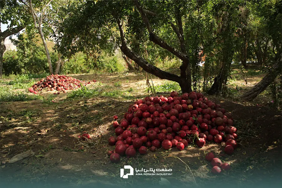 کوددهی به روش مناسب ضامن کیفیت محصول در زمان برداشت است.