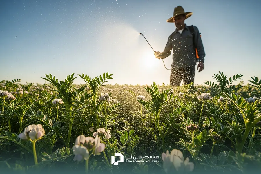 کشاورزی در حال محلولپاشی کودی بر روی گیاهان عدس در مرحله گلدهی برای جلوگیری از ریزش گل و بهبود تشکیل غلاف