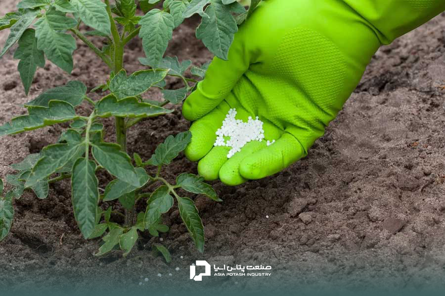 استفاده از سولفات پتاسیم برای گوجه فرنگی