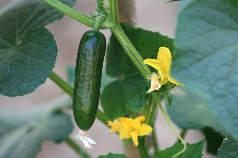 استفاده از سولفات پتاسیم برای خیار و بهبود کیفیت محصول