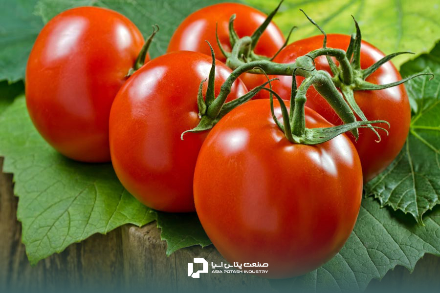 استفاده از سولفات پتاسیم برای قرمز شدن گوجهها