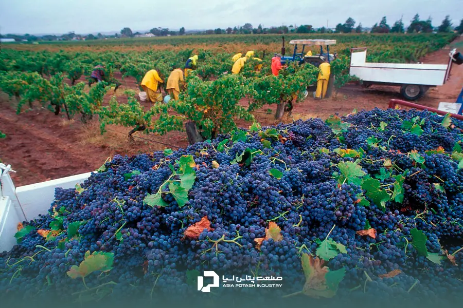 رشد سریع درخت انگور با استفاده از بهترین کودها