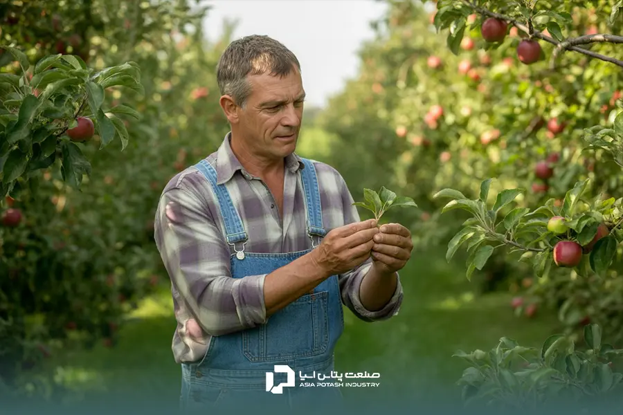 باغدار حرفهای در حال بررسی سلامت درختان میوه در باغ خود.