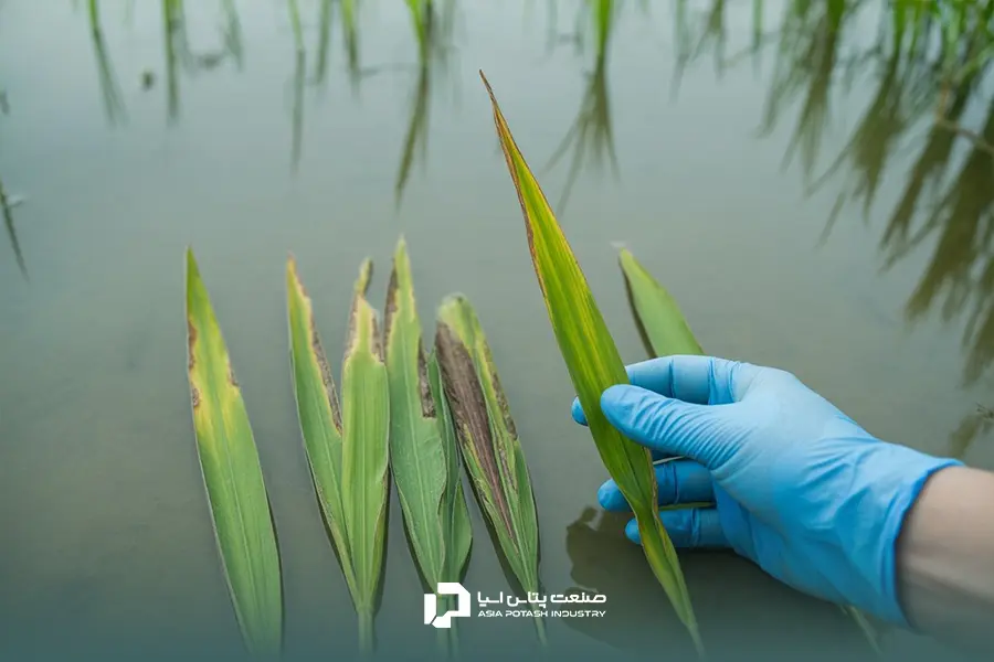 سوختگی و زردشدن برگ‌های برنج یکی از نشانه‌های اختلالات عناصر غذایی هستند.