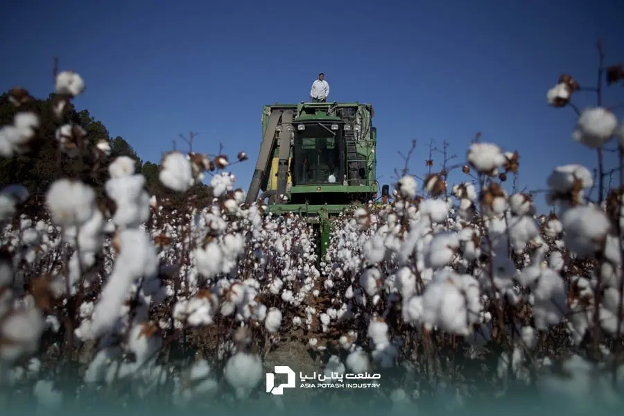 تغذیه کودی پنبه