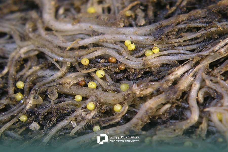 نماتد و بیماری گیاه گندم