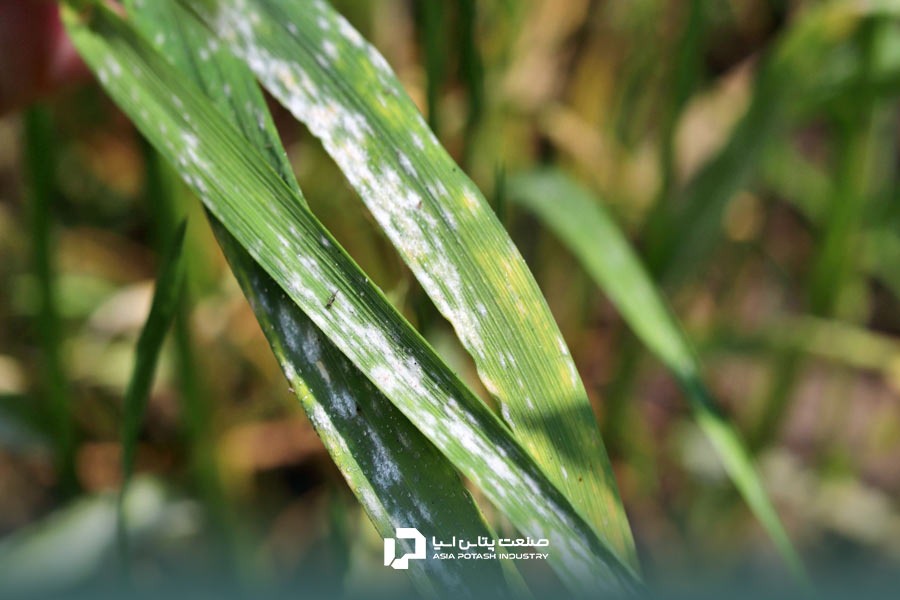 بیماری سفیدک (Powdery Mildew of wheat)؛ یکی از انواع بیماری های رایج گندم