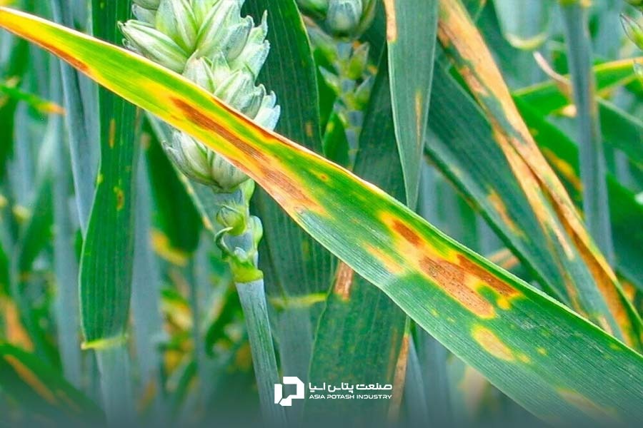 سپتوریای برگ؛ یکی از بیماری های رایج گندم