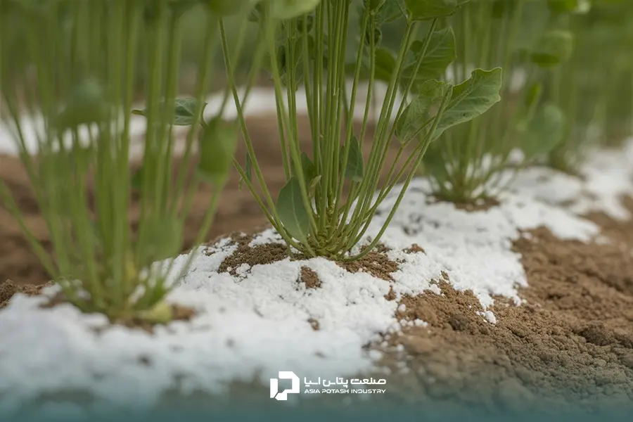 کود سولفات پتاسیم به صورت پودری پای ساقه‌های کنجد در مزرعه برای افزایش عملکرد و درصد روغن