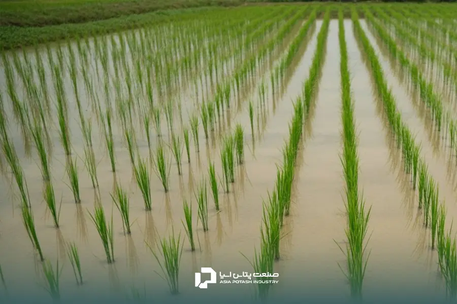 اختلالات عناصر غذایی یکی از اصلی‌ترین دلیل برداشت برنج بی‌کیفیت است.