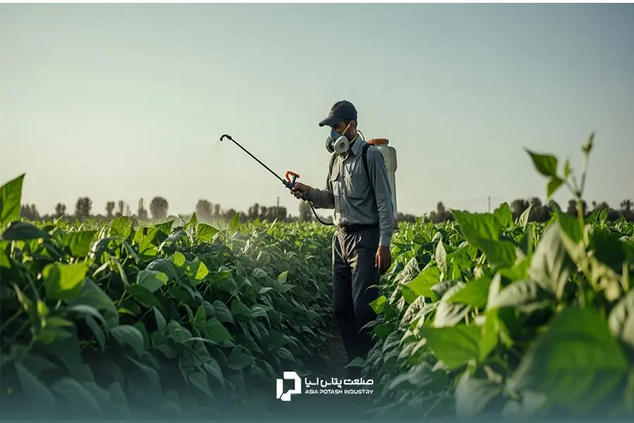 محلول‌پاشی روشی سریع و مؤثر برای رفع کمبود عناصر غذایی در طول رشد لوبیا سبز است.