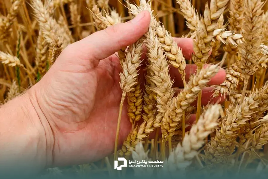 بهترین کودها برای افزایش تناژ گندم