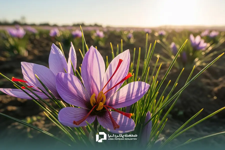 تصویر گل زعفران با کلاله‌های قرمز و درشت