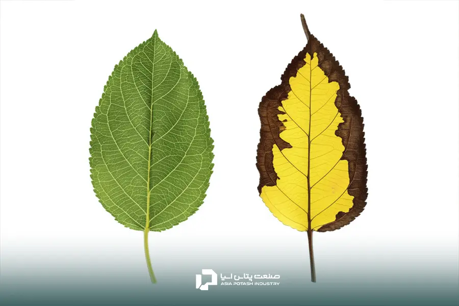 مقایسه برگ سالم و برگ درخت میوه با علائم کمبود پتاسیم.