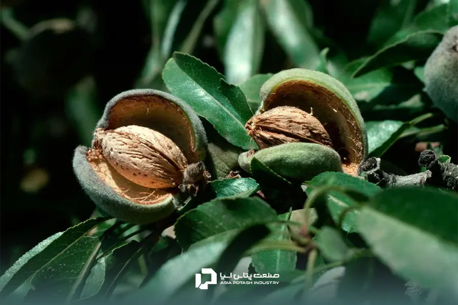 انتخاب درست روش کوددهی درخت بادام تاثیر زیادی در کیفیت محصول نهایی خواهد داشت.