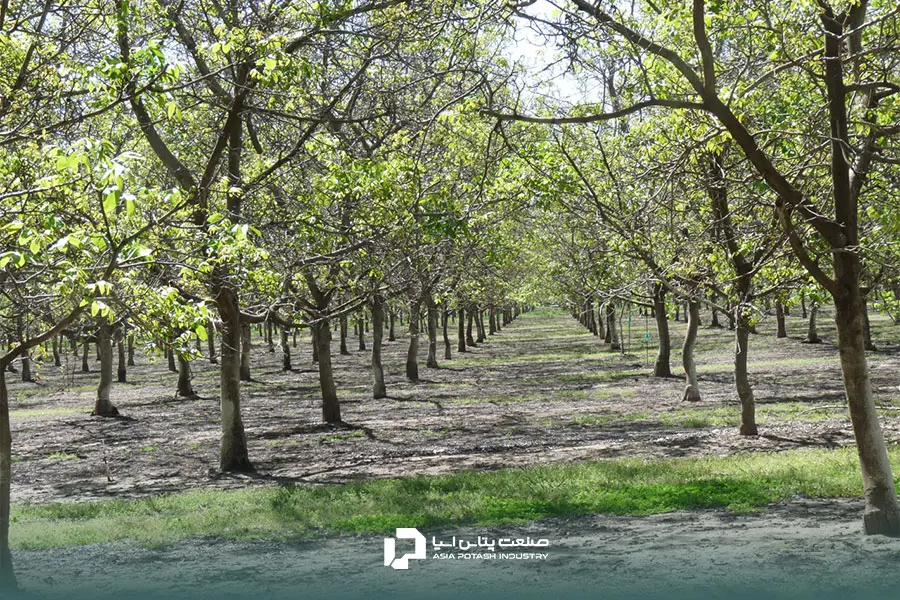 کود دهی گردو به صورت منظم عامل پربارتر شدن باغ گردو است.