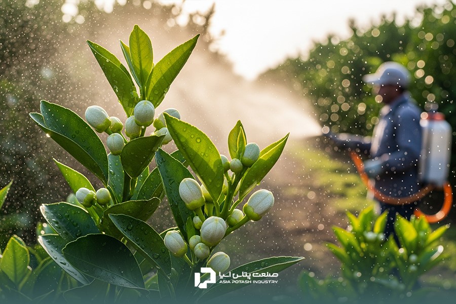 محلول‌پاشی عناصر ریزمغذی روی جوانه‌های در حال تورم درخت مرکبات