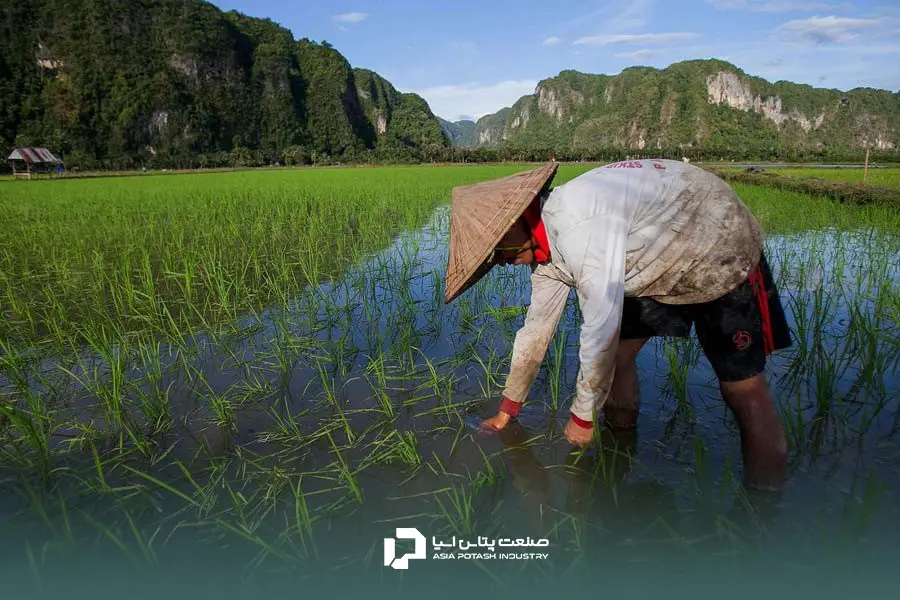 مصرف کود پتاس برای افزایش کیفیت دانه برنج