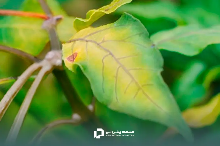 علائم کمبود گوگرد در گیاه