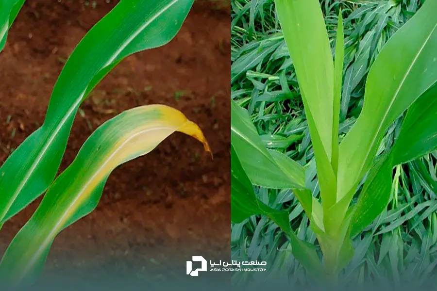 زردی برگ‌ها یکی از علائم کمبود گوگرد در گیاه