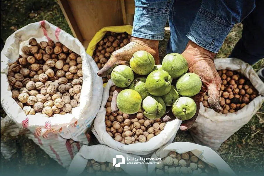 کود دهی گردو باید با رعایت اصول و براساس نیازهای درخت باشد.