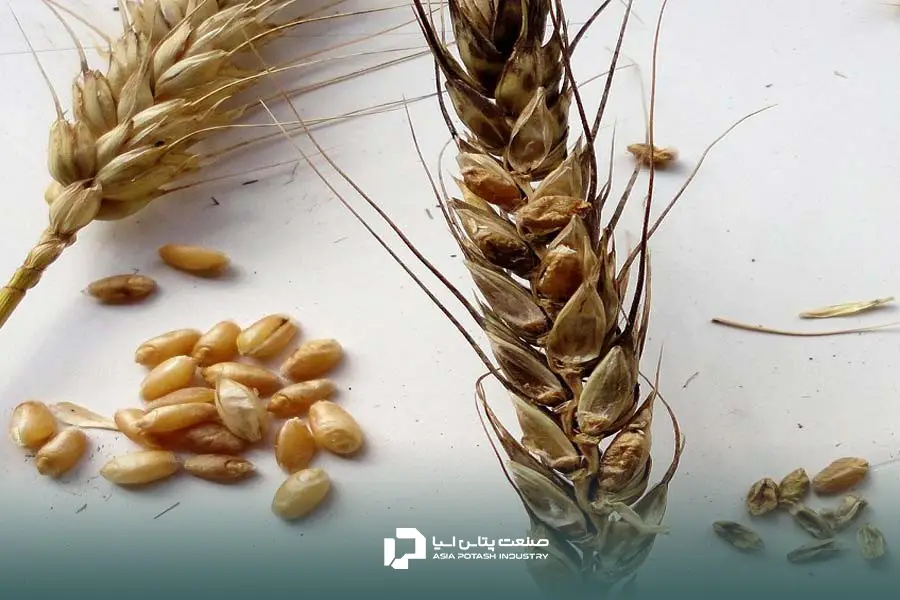 علائم کمبود مس در گندم