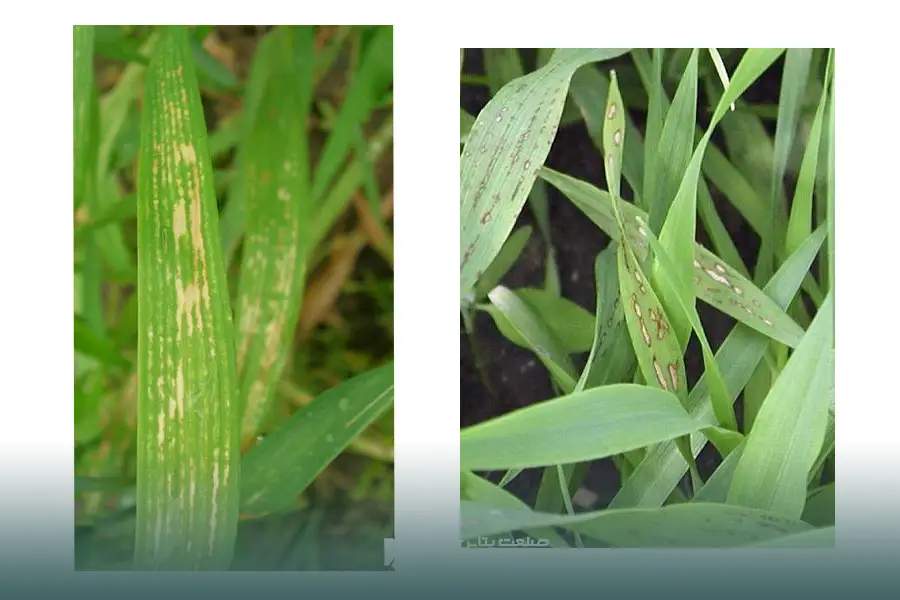 علائم کمبود منیزیم در گندم