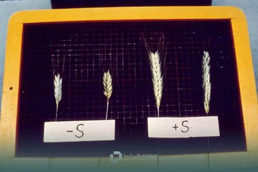 کوچک‌تر شدن گندم؛ یکی از علائم کمبود گوگرد در گندم