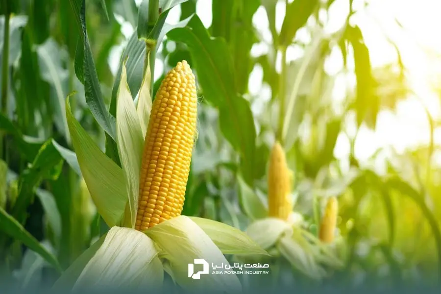 افزایش تناژ ذرت با استفاده از کود پتاس بالا