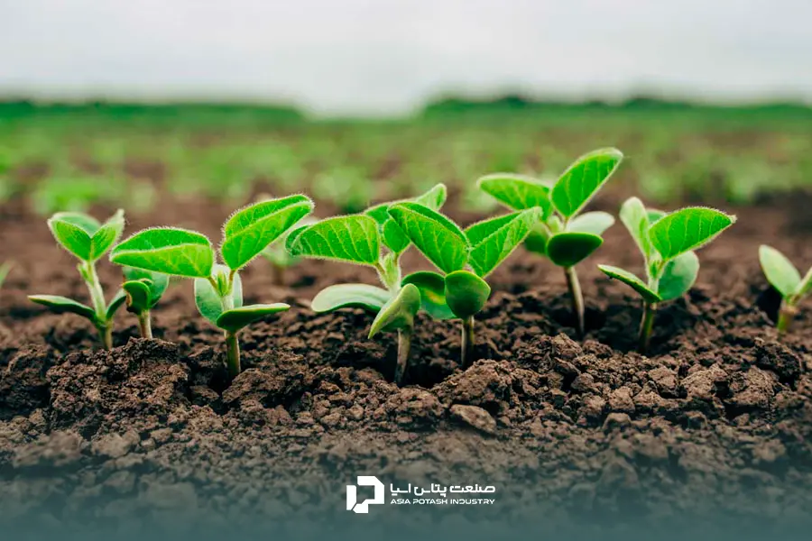 نقش پتاسیم در گیاه