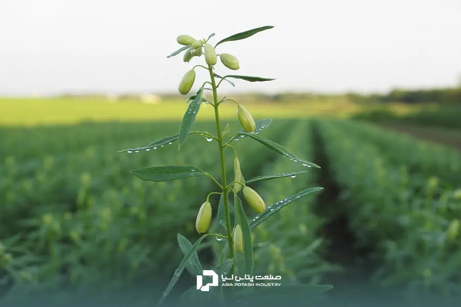 غلاف‌های سبز کنجد در حال رشد در مزرعه؛ تصویر کلوزآپ از گیاه کنجد در مرحله گلدهی و تشکیل کپسول