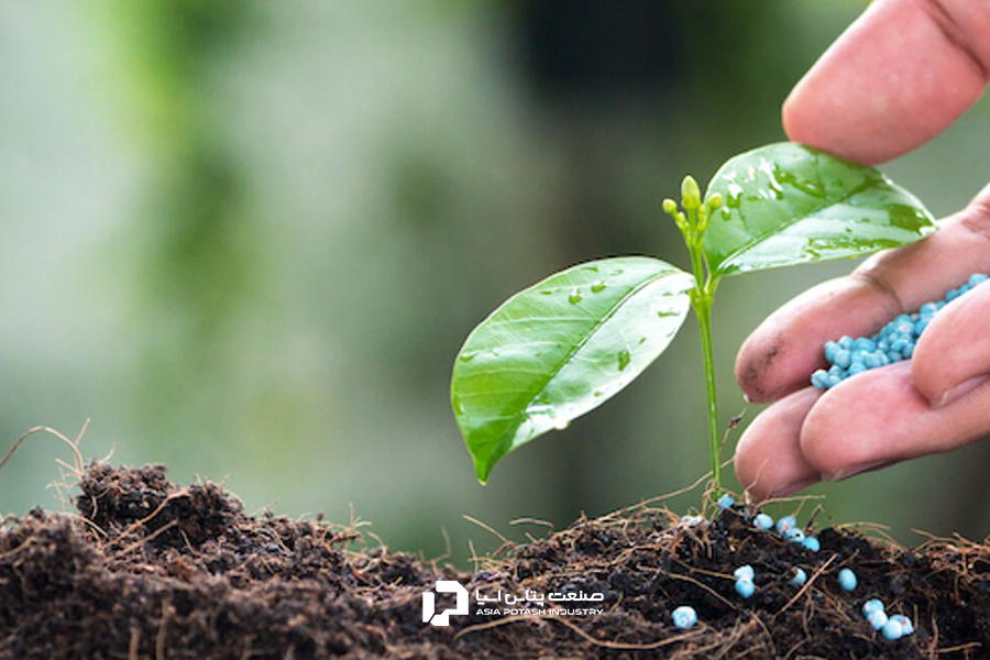 انواع کودهای کشاورزی به رشد گیاهان کمک می‌کنند