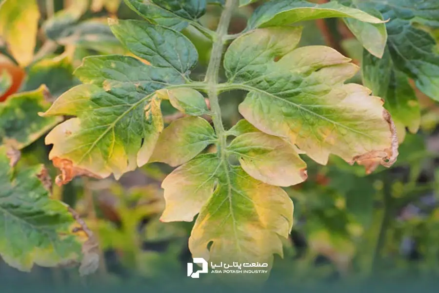 زردی و پژمردگی برگها؛ یکی از عوارض کود زیاد