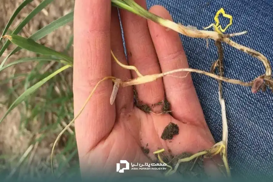 پوسیدگی ریشه؛ یکی از عوارض کود دهی بیش از حد گیاه