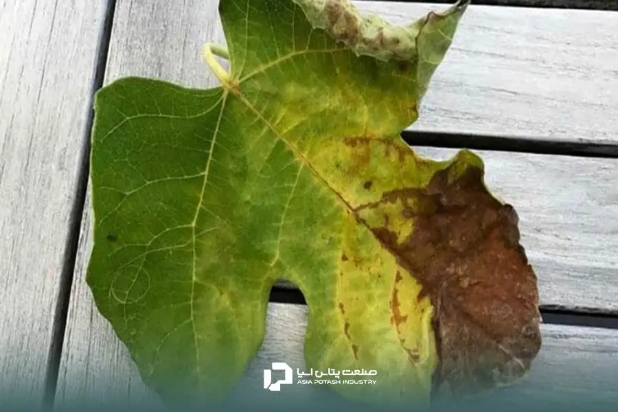 قهوهای شدن برگ؛ یکی دیگر از عوارض کود زیاد