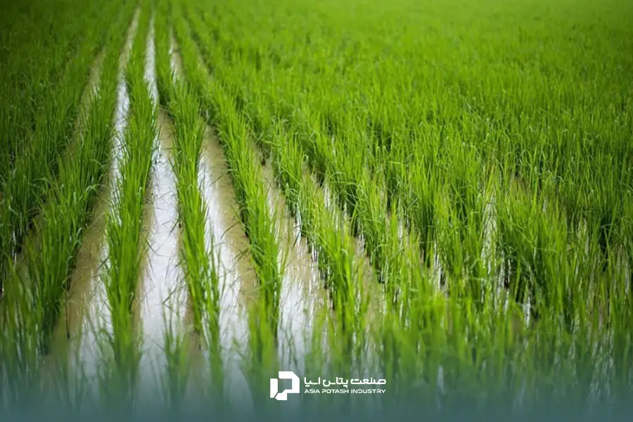 استفاده از سولفات پتاسیم برای برنج ضروری است