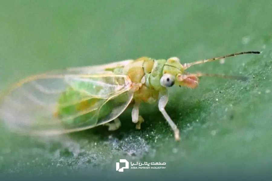 استفاده از کود سولوپتاس برای پسته و کاهش تعداد پسیل‌ها