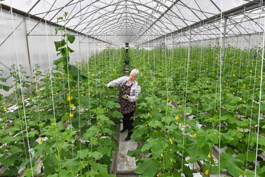 پتاسیم، فسفر و نیتروژن؛ 3 کود معجزه گر خیار