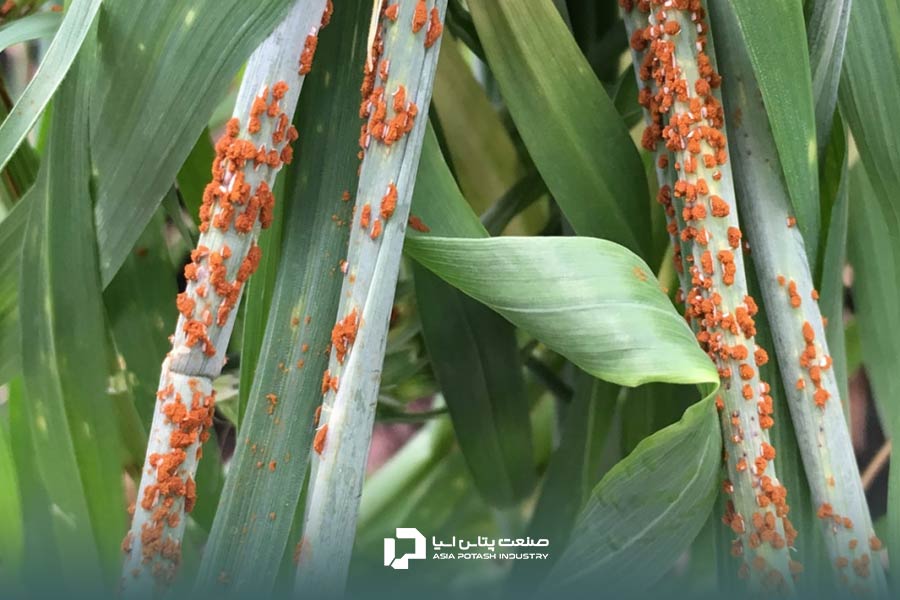 زنگ سیاه؛ یکی از انواع بیماری های گندم