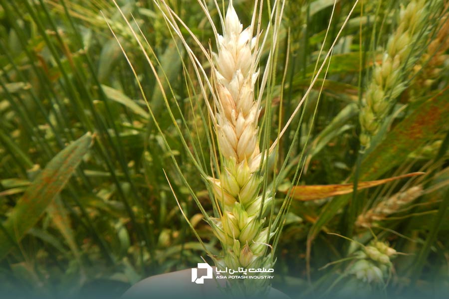 فوزاریوم سنبله گندم؛ یکی دیگر از انواع بیماری های گندم