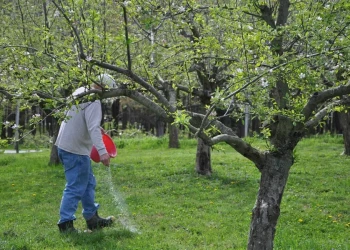 potash-fertilizer-for-apple-trees.webp