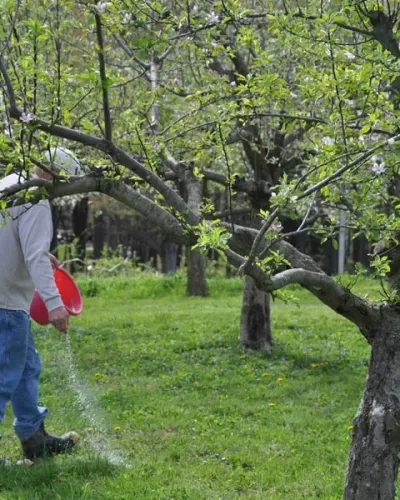 potash-fertilizer-for-apple-trees.webp